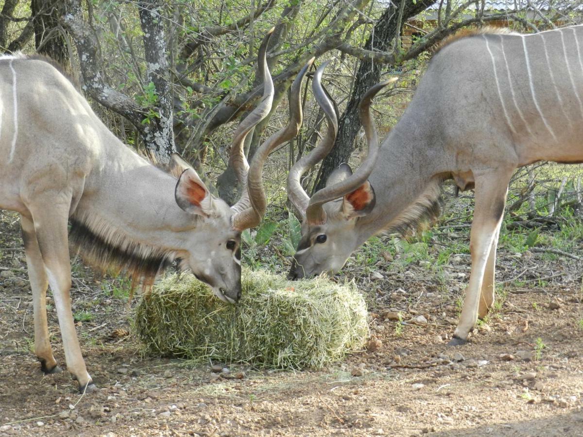 Buffalo Marloth Park Exterior foto